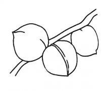 四张简单的桃子简笔画图片大全