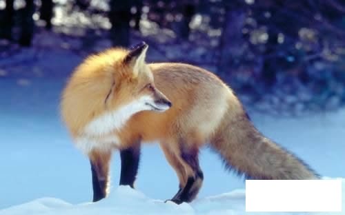 狐狸简笔画步骤图