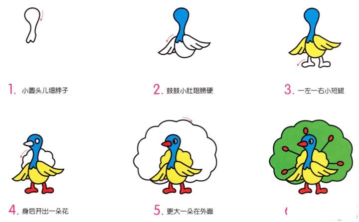 简笔画小孔雀的具体步骤图示