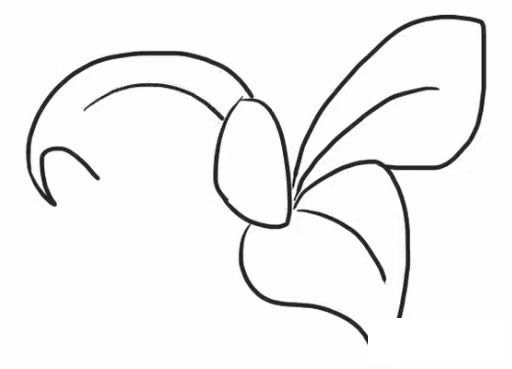桔梗花简笔画教程
