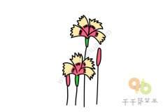 鲜艳的石竹简笔画