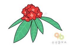 马缨杜鹃简笔画