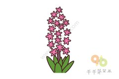 风信子简笔画如何画