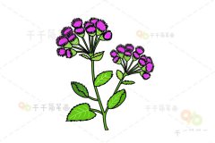 美艳的藿香蓟简笔画