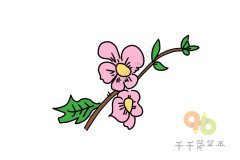 粉色蜀葵简笔画