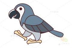 灰鹦鹉简笔画