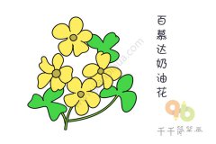 百慕达奶油花简笔涂色画