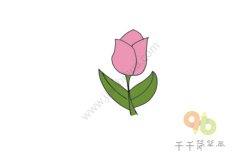 粉色郁金香简笔画图片