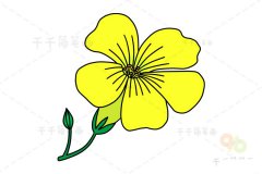 百慕达奶油花简笔画步骤图