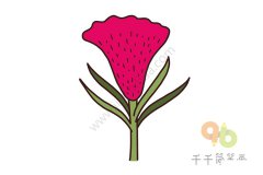 鸡冠花简笔画教程