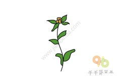 翠绿的鼠尾草简笔画