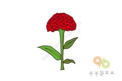 百日菊简笔画如何画