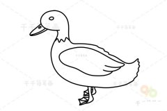幼儿简笔画鸭子的画法