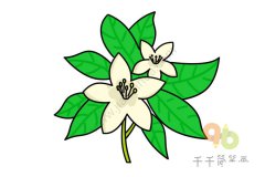 茉莉花简笔画画法