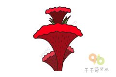 鸡冠花简笔画画法