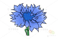 矢车菊简笔画步骤图