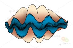 库氏砗磲简笔画