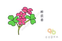 烂漫的酢浆草简笔画