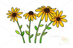 烂漫的黑心菊花简笔画