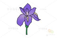 鸢尾花简笔画教程
