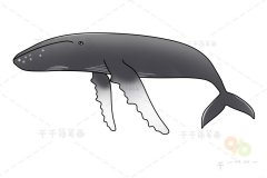 座头鲸简笔画 儿童绘画必备