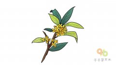 清香的桂花简笔画