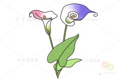 马蹄莲简笔画 宝宝学画画