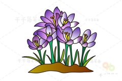 紫番红花简笔画