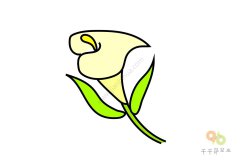 清香的马蹄莲简笔画图片