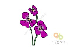 紫色三色堇简笔画步骤图