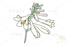 玉簪花简笔画步骤图