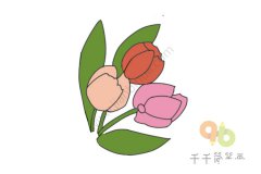 色彩鲜艳的郁金香简笔画