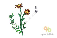 甘菊简笔画图片