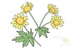 甘菊简笔画步骤图