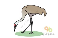 沙丘鹤简笔画步骤图