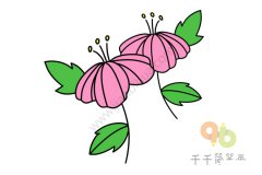 盛开的木槿花简笔画