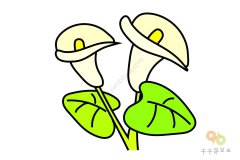 简单学会 马蹄莲简笔画