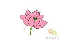荷花简笔画 简单易学