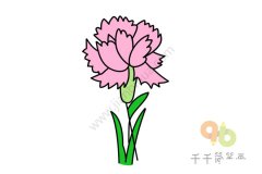 简单易学 康乃馨简笔画图片大全