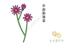 米迦勒雏菊简笔画