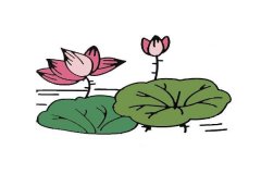 荷花简笔画_1