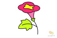 颜色鲜艳的牵牛花简笔画