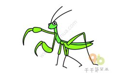 惊讶的螳螂简笔画