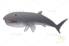 巨口鲨简笔画