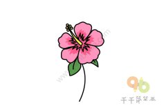 粉嫩木槿花简笔画图片