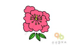 艳丽的牡丹花简笔画