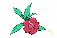 艳丽的红石竹简笔画