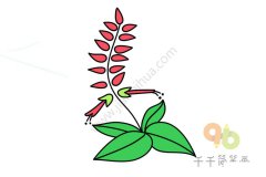 鲜艳的一串红简笔画图片