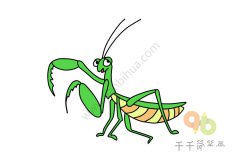 大眼睛螳螂简笔画