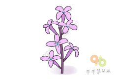紫色的丁香花简笔画